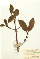 藏品(狗骨柴)的圖片